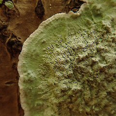 Corticolous on karaka, Hokianga Far North.<br>Photographer: Marley Ford, Date taken: 02/05/2020, Licence: <a target='_blank' href='https://creativecommons.org/licenses/by/4.0'>CC BY</a>. <a class='member-message' href='/nzpcn/why-join-nzpcn/' target='_blank'>Members can view a larger version of this image.</a>