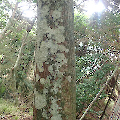 Corticolous on karaka, Hokianga Far North.<br>Photographer: Marley Ford, Date taken: 02/05/2020, Licence: <a target='_blank' href='https://creativecommons.org/licenses/by/4.0'>CC BY</a>. <a class='member-message' href='/nzpcn/why-join-nzpcn/' target='_blank'>Members can view a larger version of this image.</a>