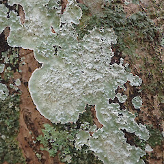 Cryptothecia bartlettii