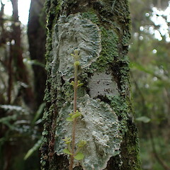 Corticolous, Hokianga Far North.<br>Photographer: Marley Ford, Date taken: 11/06/2023, Licence: <a target='_blank' href='https://creativecommons.org/licenses/by/4.0'>CC BY</a>. <a class='member-message' href='/nzpcn/why-join-nzpcn/' target='_blank'>Members can view a larger version of this image.</a>