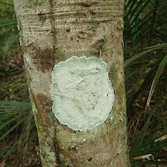 Corticolous, Hokianga Far North.<br>Photographer: Marley Ford, Date taken: 05/02/2022, Licence: <a target='_blank' href='https://creativecommons.org/licenses/by/4.0'>CC BY</a>. <a class='member-message' href='/nzpcn/why-join-nzpcn/' target='_blank'>Members can view a larger version of this image.</a>