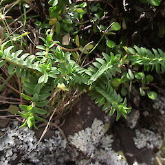 Maunganui Bluff.<br>Photographer: Marley Ford, Date taken: 09/09/2010, Licence: <a target='_blank' href='https://creativecommons.org/licenses/by-nc/4.0'>CC BY-NC</a>. <a class='member-message' href='/nzpcn/why-join-nzpcn/' target='_blank'>Members can view a larger version of this image.</a>