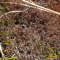 Cladonia aueri