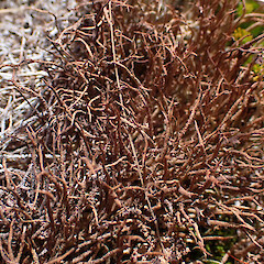 Local in alpine forming small patches, Craigieburn, Arthur’s Pass.<br>Photographer: Marley Ford, Date taken: 27/11/2023, Licence: <a target='_blank' href='https://creativecommons.org/licenses/by/4.0'>CC BY</a>. <a class='member-message' href='/nzpcn/why-join-nzpcn/' target='_blank'>Members can view a larger version of this image.</a>