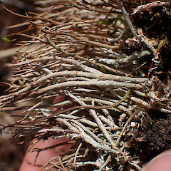 Local in alpine forming small patches, Craigieburn, Arthur’s Pass.<br>Photographer: Marley Ford, Date taken: 27/11/2023, Licence: <a target='_blank' href='https://creativecommons.org/licenses/by/4.0'>CC BY</a>. <a class='member-message' href='/nzpcn/why-join-nzpcn/' target='_blank'>Members can view a larger version of this image.</a>