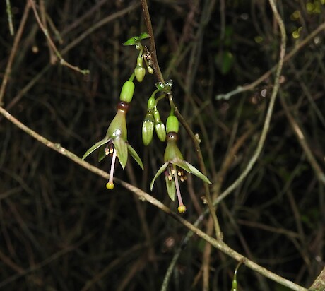 Fuchsia perscandens. Photo: Jesse Bythell