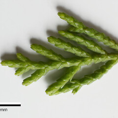 Scale leaves appressed to the stems, imbricate (overlapping), decussate (opposite pairs of leaves at right angles to each other); stems terete (rounded, not flattened).<br>Photographer: Jeremy R. Rolfe, Date taken: 28/12/2023, Licence: <a target='_blank' href='https://creativecommons.org/licenses/by/4.0'>CC BY</a>.