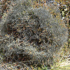 Craigieburn Range.<br>Photographer: Melissa Hutchison, Date taken: 09/12/2023, Licence: <a target='_blank' href='https://creativecommons.org/licenses/by-nc/4.0'>CC BY-NC</a>. <a class='member-message' href='/nzpcn/why-join-nzpcn/' target='_blank'>Members can view a larger version of this image.</a>