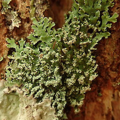 Corticolous on Podocarpus totara var. totara, Hokianga Far North.<br>Photographer: Marley Ford, Date taken: 02/05/2020, Licence: <a target='_blank' href='https://creativecommons.org/licenses/by/4.0'>CC BY</a>. <a class='member-message' href='/nzpcn/why-join-nzpcn/' target='_blank'>Members can view a larger version of this image.</a>