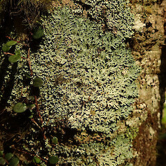 Puketi, Far North.<br>Photographer: Marley Ford, Date taken: 09/02/2020, Licence: <a target='_blank' href='https://creativecommons.org/licenses/by/4.0'>CC BY</a>. <a class='member-message' href='/nzpcn/why-join-nzpcn/' target='_blank'>Members can view a larger version of this image.</a>