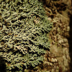 Puketi, Far North.<br>Photographer: Marley Ford, Date taken: 09/02/2020, Licence: <a target='_blank' href='https://creativecommons.org/licenses/by/4.0'>CC BY</a>. <a class='member-message' href='/nzpcn/why-join-nzpcn/' target='_blank'>Members can view a larger version of this image.</a>