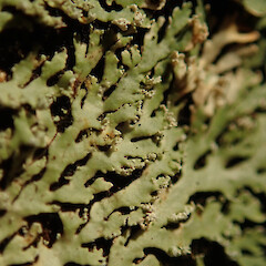 Puketi, Far North.<br>Photographer: Marley Ford, Date taken: 09/02/2020, Licence: <a target='_blank' href='https://creativecommons.org/licenses/by/4.0'>CC BY</a>. <a class='member-message' href='/nzpcn/why-join-nzpcn/' target='_blank'>Members can view a larger version of this image.</a>