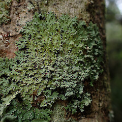 Heterodermia isidiophorella