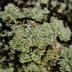 Corticolous on tanekaha, Mangōnui Far North.<br>Photographer: Marley Ford, Date taken: 24/04/2023, Licence: <a target='_blank' href='https://creativecommons.org/licenses/by/4.0'>CC BY</a>. <a class='member-message' href='/nzpcn/why-join-nzpcn/' target='_blank'>Members can view a larger version of this image.</a>