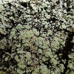 Corticolous on tanekaha, Mangōnui Far North.<br>Photographer: Marley Ford, Date taken: 24/04/2023, Licence: <a target='_blank' href='https://creativecommons.org/licenses/by/4.0'>CC BY</a>. <a class='member-message' href='/nzpcn/why-join-nzpcn/' target='_blank'>Members can view a larger version of this image.</a>