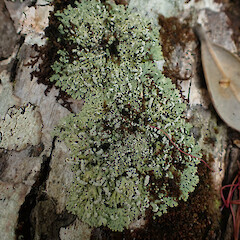 Heterodermia spathulifera