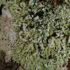 Corticolous on pōhutukawa, Whangārei Heads Northland.<br>Photographer: Marley Ford, Date taken: 27/12/2023, Licence: <a target='_blank' href='https://creativecommons.org/licenses/by/4.0'>CC BY</a>. <a class='member-message' href='/nzpcn/why-join-nzpcn/' target='_blank'>Members can view a larger version of this image.</a>