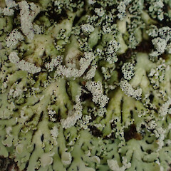 Corticolous on pōhutukawa, Whangārei Heads Northland.<br>Photographer: Marley Ford, Date taken: 27/12/2023, Licence: <a target='_blank' href='https://creativecommons.org/licenses/by/4.0'>CC BY</a>. <a class='member-message' href='/nzpcn/why-join-nzpcn/' target='_blank'>Members can view a larger version of this image.</a>