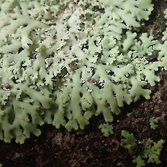 Saxicolous, Tutamoe Far North.<br>Photographer: Marley Ford, Date taken: 21/03/2021, Licence: <a target='_blank' href='https://creativecommons.org/licenses/by/4.0'>CC BY</a>. <a class='member-message' href='/nzpcn/why-join-nzpcn/' target='_blank'>Members can view a larger version of this image.</a>