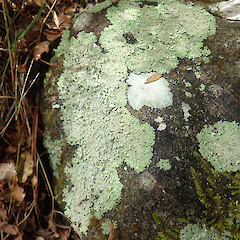 Saxicolous, Tutamoe Far North.<br>Photographer: Marley Ford, Date taken: 21/03/2021, Licence: <a target='_blank' href='https://creativecommons.org/licenses/by/4.0'>CC BY</a>. <a class='member-message' href='/nzpcn/why-join-nzpcn/' target='_blank'>Members can view a larger version of this image.</a>