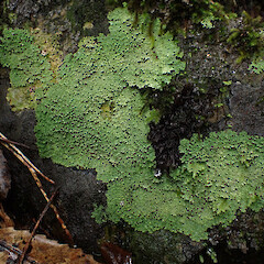 Saxicolous, streamside, Peria Far North.<br>Photographer: Marley Ford, Date taken: 04/06/2023, Licence: <a target='_blank' href='https://creativecommons.org/licenses/by/4.0'>CC BY</a>. <a class='member-message' href='/nzpcn/why-join-nzpcn/' target='_blank'>Members can view a larger version of this image.</a>