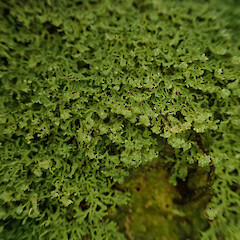 Saxicolous, streamside, Peria Far North.<br>Photographer: Marley Ford, Date taken: 04/06/2023, Licence: <a target='_blank' href='https://creativecommons.org/licenses/by/4.0'>CC BY</a>. <a class='member-message' href='/nzpcn/why-join-nzpcn/' target='_blank'>Members can view a larger version of this image.</a>