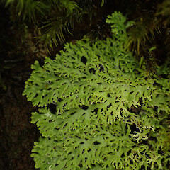 Saxicolous, streamside, Peria Far North.<br>Photographer: Marley Ford, Date taken: 04/06/2023, Licence: <a target='_blank' href='https://creativecommons.org/licenses/by/4.0'>CC BY</a>. <a class='member-message' href='/nzpcn/why-join-nzpcn/' target='_blank'>Members can view a larger version of this image.</a>