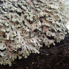 Saxicolous on basalt, Waima Far North.<br>Photographer: Marley Ford, Date taken: 25/03/2021, Licence: <a target='_blank' href='https://creativecommons.org/licenses/by/4.0'>CC BY</a>. <a class='member-message' href='/nzpcn/why-join-nzpcn/' target='_blank'>Members can view a larger version of this image.</a>