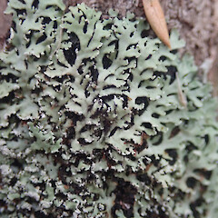 Corticolous on mānuka, Hokianga Far North.<br>Photographer: Marley Ford, Date taken: 27/03/2021, Licence: <a target='_blank' href='https://creativecommons.org/licenses/by/4.0'>CC BY</a>. <a class='member-message' href='/nzpcn/why-join-nzpcn/' target='_blank'>Members can view a larger version of this image.</a>
