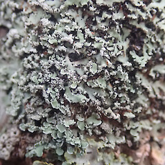 Corticolous on mānuka, Hokianga Far North.<br>Photographer: Marley Ford, Date taken: 27/03/2021, Licence: <a target='_blank' href='https://creativecommons.org/licenses/by/4.0'>CC BY</a>. <a class='member-message' href='/nzpcn/why-join-nzpcn/' target='_blank'>Members can view a larger version of this image.</a>