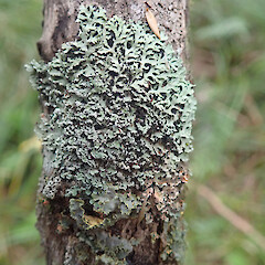 Heterodermia microphylla