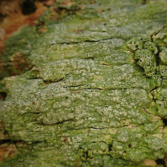 Corticolous on puriri, Hokianga Far North.<br>Photographer: Marley Ford, Date taken: 06/05/2023, Licence: <a target='_blank' href='https://creativecommons.org/licenses/by/4.0'>CC BY</a>. <a class='member-message' href='/nzpcn/why-join-nzpcn/' target='_blank'>Members can view a larger version of this image.</a>