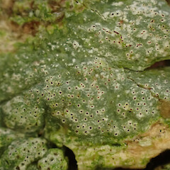 Corticolous on puriri, Hokianga Far North.<br>Photographer: Marley Ford, Date taken: 06/05/2023, Licence: <a target='_blank' href='https://creativecommons.org/licenses/by/4.0'>CC BY</a>. <a class='member-message' href='/nzpcn/why-join-nzpcn/' target='_blank'>Members can view a larger version of this image.</a>