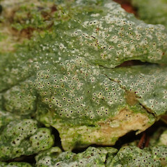 Corticolous on puriri, Hokianga Far North.<br>Photographer: Marley Ford, Date taken: 06/05/2023, Licence: <a target='_blank' href='https://creativecommons.org/licenses/by/4.0'>CC BY</a>. <a class='member-message' href='/nzpcn/why-join-nzpcn/' target='_blank'>Members can view a larger version of this image.</a>