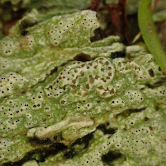 Corticolous on puriri, Hokianga Far North.<br>Photographer: Marley Ford, Date taken: 06/05/2023, Licence: <a target='_blank' href='https://creativecommons.org/licenses/by/4.0'>CC BY</a>. <a class='member-message' href='/nzpcn/why-join-nzpcn/' target='_blank'>Members can view a larger version of this image.</a>
