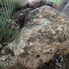 Corticolous on puriri, Hokianga Far North.<br>Photographer: Marley Ford, Date taken: 06/05/2023, Licence: <a target='_blank' href='https://creativecommons.org/licenses/by/4.0'>CC BY</a>. <a class='member-message' href='/nzpcn/why-join-nzpcn/' target='_blank'>Members can view a larger version of this image.</a>