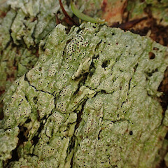 Corticolous on puriri, Hokianga Far North.<br>Photographer: Marley Ford, Date taken: 06/05/2023, Licence: <a target='_blank' href='https://creativecommons.org/licenses/by/4.0'>CC BY</a>. <a class='member-message' href='/nzpcn/why-join-nzpcn/' target='_blank'>Members can view a larger version of this image.</a>