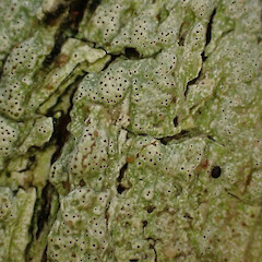 Corticolous on puriri, Hokianga Far North.<br>Photographer: Marley Ford, Date taken: 06/05/2023, Licence: <a target='_blank' href='https://creativecommons.org/licenses/by/4.0'>CC BY</a>. <a class='member-message' href='/nzpcn/why-join-nzpcn/' target='_blank'>Members can view a larger version of this image.</a>