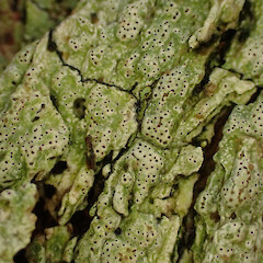 Corticolous on puriri, Hokianga Far North.<br>Photographer: Marley Ford, Date taken: 06/05/2023, Licence: <a target='_blank' href='https://creativecommons.org/licenses/by/4.0'>CC BY</a>. <a class='member-message' href='/nzpcn/why-join-nzpcn/' target='_blank'>Members can view a larger version of this image.</a>