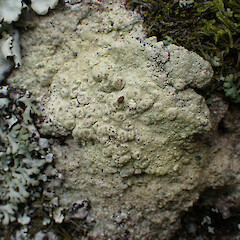 Saxicolous, Whangaroa Far North.<br>Photographer: Marley Ford, Date taken: 28/04/2023, Licence: <a target='_blank' href='https://creativecommons.org/licenses/by/4.0'>CC BY</a>. <a class='member-message' href='/nzpcn/why-join-nzpcn/' target='_blank'>Members can view a larger version of this image.</a>