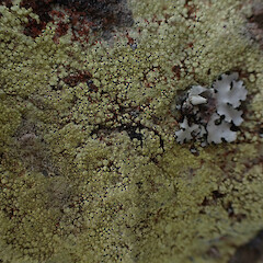 Pertusaria xanthoplaca
