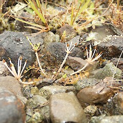Fruiting, upper Aparima Valley, Southland.<br>Photographer: Jesse Bythell, Date taken: 21/12/2023, Licence: <a target='_blank' href='https://creativecommons.org/licenses/by-nc/4.0'>CC BY-NC</a>. <a class='member-message' href='/nzpcn/why-join-nzpcn/' target='_blank'>Members can view a larger version of this image.</a>
