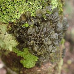 Physma byrsaeum