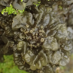 Corticolous, Waima Far North.<br>Photographer: Marley Ford, Date taken: 20/06/2023, Licence: <a target='_blank' href='https://creativecommons.org/licenses/by/4.0'>CC BY</a>. <a class='member-message' href='/nzpcn/why-join-nzpcn/' target='_blank'>Members can view a larger version of this image.</a>