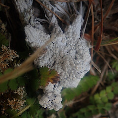 Ochrolechia xanthostoma
