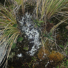 Terricolous on rock outcrop, Bank’s Peninsula, Canterbury.<br>Photographer: Marley Ford, Date taken: 08/11/2022, Licence: <a target='_blank' href='https://creativecommons.org/licenses/by/4.0'>CC BY</a>. <a class='member-message' href='/nzpcn/why-join-nzpcn/' target='_blank'>Members can view a larger version of this image.</a>