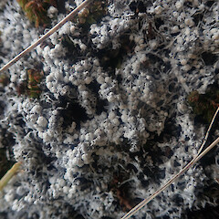 Terricolous on rock outcrop, Bank’s Peninsula, Canterbury.<br>Photographer: Marley Ford, Date taken: 08/11/2022, Licence: <a target='_blank' href='https://creativecommons.org/licenses/by/4.0'>CC BY</a>. <a class='member-message' href='/nzpcn/why-join-nzpcn/' target='_blank'>Members can view a larger version of this image.</a>