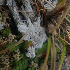 Terricolous on rock outcrop, Bank’s Peninsula, Canterbury.<br>Photographer: Marley Ford, Date taken: 08/11/2022, Licence: <a target='_blank' href='https://creativecommons.org/licenses/by/4.0'>CC BY</a>. <a class='member-message' href='/nzpcn/why-join-nzpcn/' target='_blank'>Members can view a larger version of this image.</a>