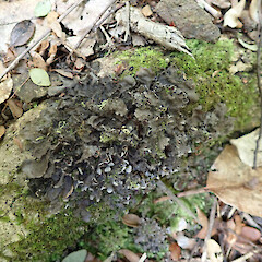 Corticolous on low root in coastal forest, Picton Malbrough.<br>Photographer: Marley Ford, Date taken: 12/01/2023, Licence: <a target='_blank' href='https://creativecommons.org/licenses/by/4.0'>CC BY</a>. <a class='member-message' href='/nzpcn/why-join-nzpcn/' target='_blank'>Members can view a larger version of this image.</a>