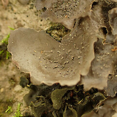 Corticolous on low root in coastal forest, Picton Malbrough.<br>Photographer: Marley Ford, Date taken: 12/01/2023, Licence: <a target='_blank' href='https://creativecommons.org/licenses/by/4.0'>CC BY</a>. <a class='member-message' href='/nzpcn/why-join-nzpcn/' target='_blank'>Members can view a larger version of this image.</a>